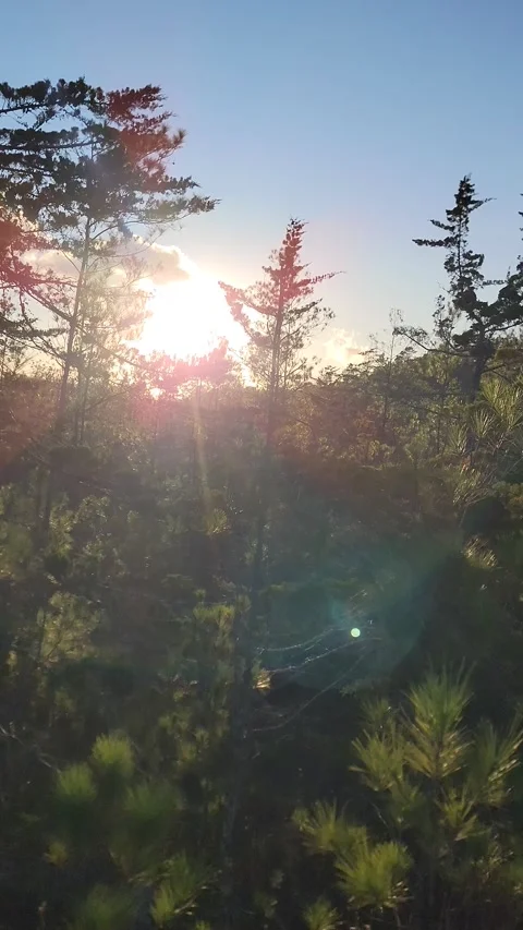 Sunlight shining through the trees the pine forest with natural lens flares 4K Stock Footage 329075428