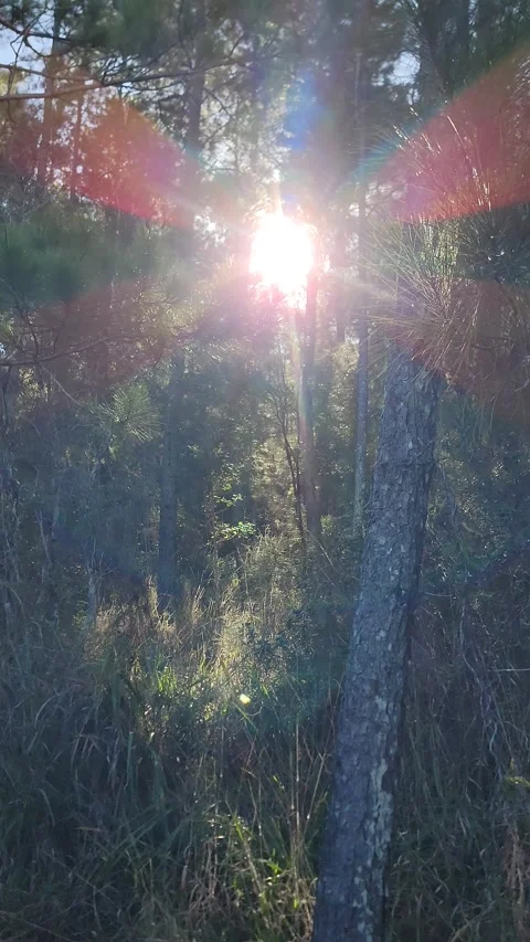 Sunlight shining through the trees the pine forest with natural lens flares 4K Stock Footage 329076485