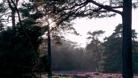 Sunlight shining through trees in purple heather field Stock Footage 315339585