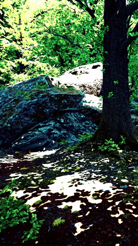 Sunlight shining through trees at a rocky area in the afternoon Stock Footage 341257813