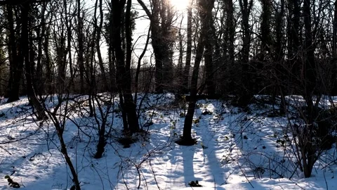 Sunlight Shining Through Trees In The Winter Forest Stock Footage 167332089