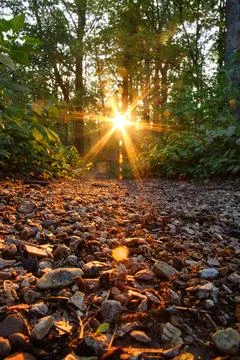 Sunlight shining through trees in the woods, pebbles on the ground. Stock Photos