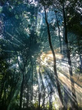 Sunlight shining through treetops. Low Angle View Of Trees Фото