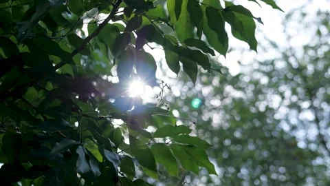 Sunlight Shining Through Tropical Forest Leaves with Natural Lens Flare Stock Footage 340255238