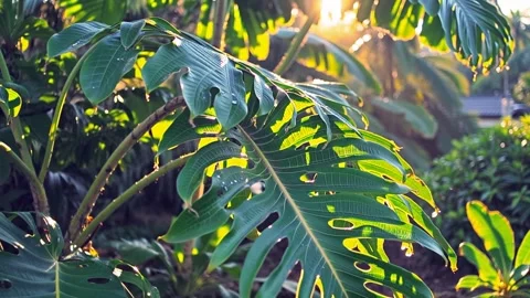 Sunlight Shining Through Tropical Monstera Leaves Stock Footage 340986248