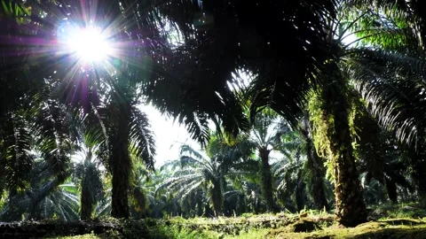 Sunlight Shining Through a Tropical Palm Oil Plantation Canopy Stock-Footage 331861714