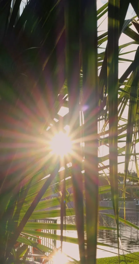Sunlight Shining Through Tropical Palm Leaves In Bright Summer... 库存影片 333525153