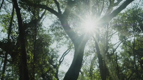 Sunlight Shining Through Tropical Rainforest Trees  Aerial Drone View 스톡 동영상 331179862