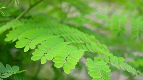 Sunlight shining through vibrant green fern leaves in a natural forest setting Video stock 347067068