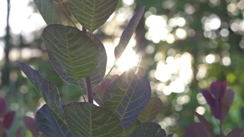 Sunlight Shining Through Vibrant Purple Smokebush Leaves in Summer Garden Stock-Footage 339630250