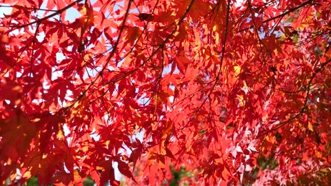 Sunlight shining through vibrant red maple leaves in autumn Stock Footage 301468981
