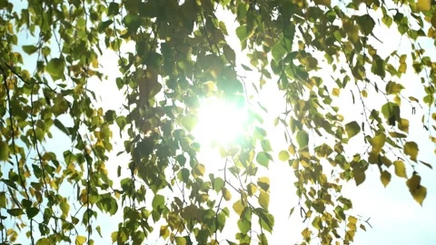 Sunlight shining through vibrant yellow-green autumn leaves on tree branches Stock Footage 347681753