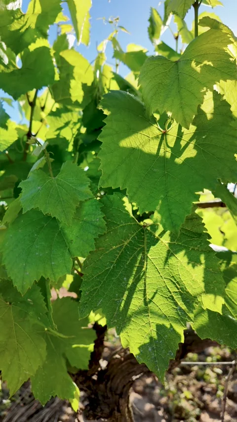 Sunlight shining through vineyard foliage against blue sky Stock Footage 344808942