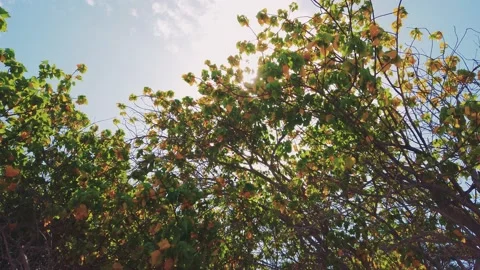 Sunlight shining through wavy leaves Stock Footage 159371078
