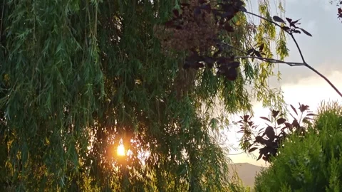 Sunlight shining through weeping willow leaves in garden Stock-Footage 310309478