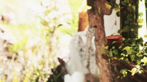 Sunlight shining through a window in a green garden setting Stock Footage 345007862