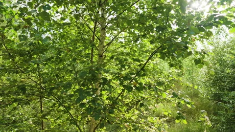 Sunlight shining through young birch tree leaves in summer forest Stock Footage 344799039