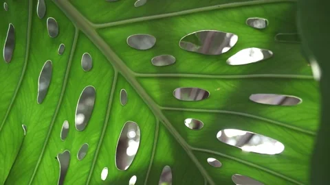 Sunlight shining throught the green leaf of monstera plant Stock Footage 146849429