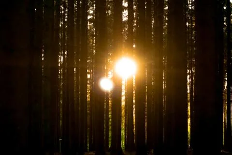 Sunlight is shining trough the forest trees Stock Photos