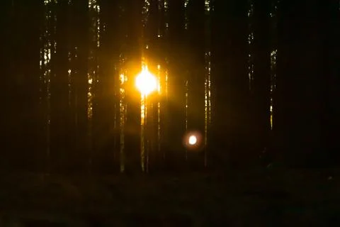 The Sunlight is shining trough the forest trees Stock Photos