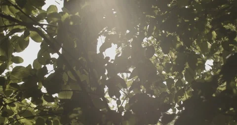 Sunlight shining trough tree leafs 스톡 동영상 117549033