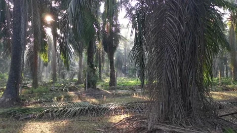 Sunlight shinning  Video stock 157415848