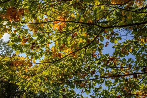 Sunlight shinning through oak tree branches with colorful leaves Stock Photos