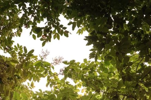Sunlight shinning through tree covered sky. Stock Photos