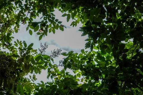 Sunlight shinning through tree covered sky. Stock Photos