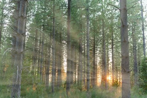 Sunlight Shinning Through the Trees Stock Photos