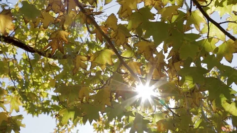 Sunlight Shinning Through Trees shot with Slow Slider 스톡 동영상 129055818