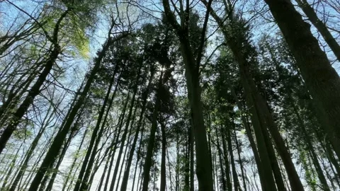 Sunlight Shinning Through the Treetops Stock Footage 153469739