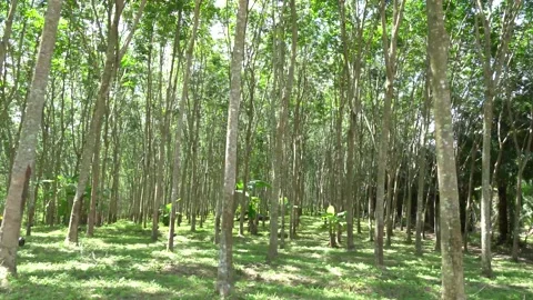Sunlight shone into the rubber plantation Vidéo 154651484