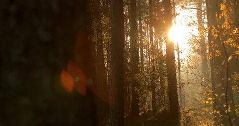 Sunlight sneak through the branches. Stock Footage 103344851