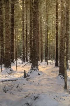 Sunlight on snow  in forest Stock Photos
