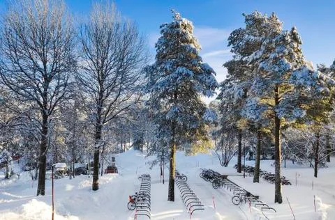 Sunlight on snowfilled pine trees outside in a snowscape with bike stand Stock Photos