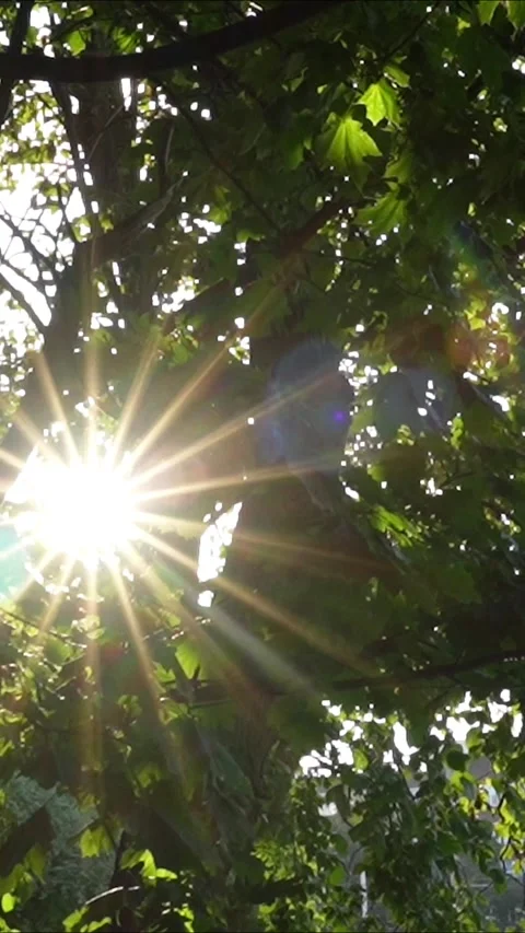 Sunlight softly streams through the branches of a tree Stock Footage 290980393