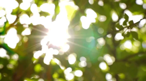 Sunlight Solar Power through leaves and branches of a tree 1 Stock Footage 38286171