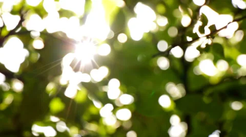 Sunlight Solar Power through leaves and branches of a tree 3 Stock Footage 38286852