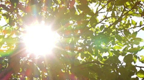 Sunlight Solar Power through leaves and branches of a tree 4 Stock Footage 38588563