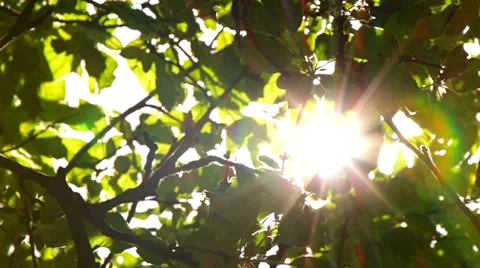 Sunlight Solar Power through leaves and branches of a tree 8 Stock Footage 38604568