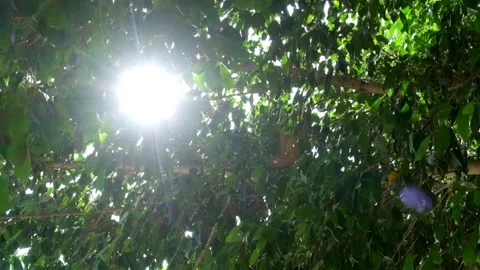 Sunlight sparkles between swaying green leaves Stock Footage 297889993