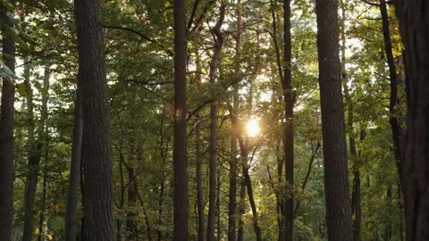 Sunlight sparkles, Forest peace, Lush greenery Stock Footage 319434809