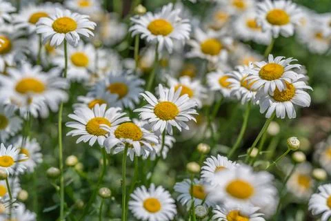 Sunlight sparkles on a lively patch of daisies, their white petals open wide  Stock Photos