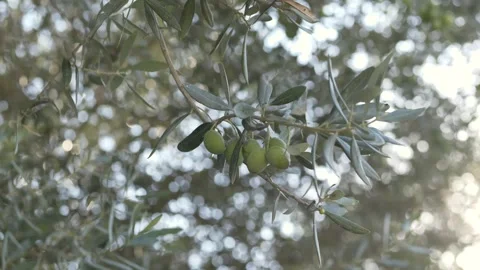 Sunlight sparkles through olive leaves, illuminating ripe fruits. Ripe green Video stock 321818062