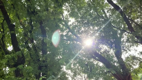 Sunlight Sparkling And Flare, Windblown Green Leaves Of Trees On Sky Background Stock Footage 303151133
