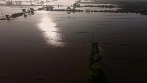 Sunlight sparkling on plowed, flooded rice fields at dawn Stock Footage 340000500