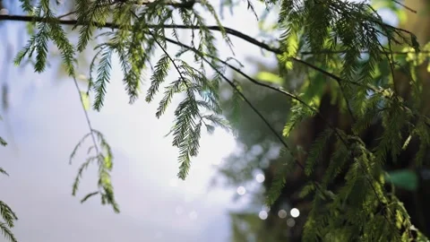 Sunlight Sparkling on a Shimmering Water Surface Beside Tall Forest Trees Video stock 333044457
