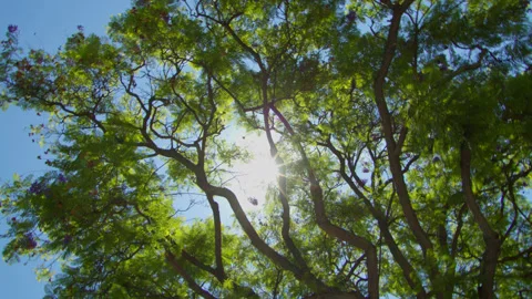 Sunlight Spilling Through Summer Tree Leaves Video stock 201628056
