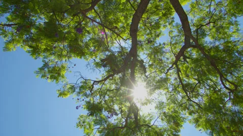 Sunlight Spilling Through A Tree In Summer Video stock 201627398